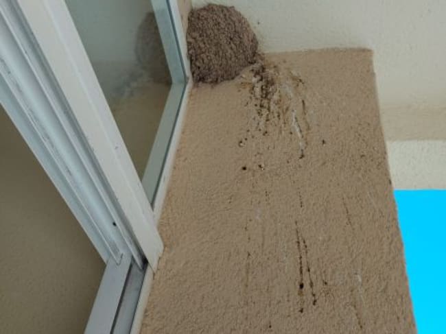 Nido de golondrinas y excrementos