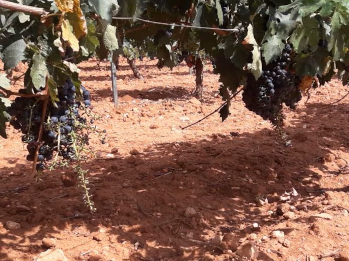 Daños por conejo en un viñedo de Mondéjar