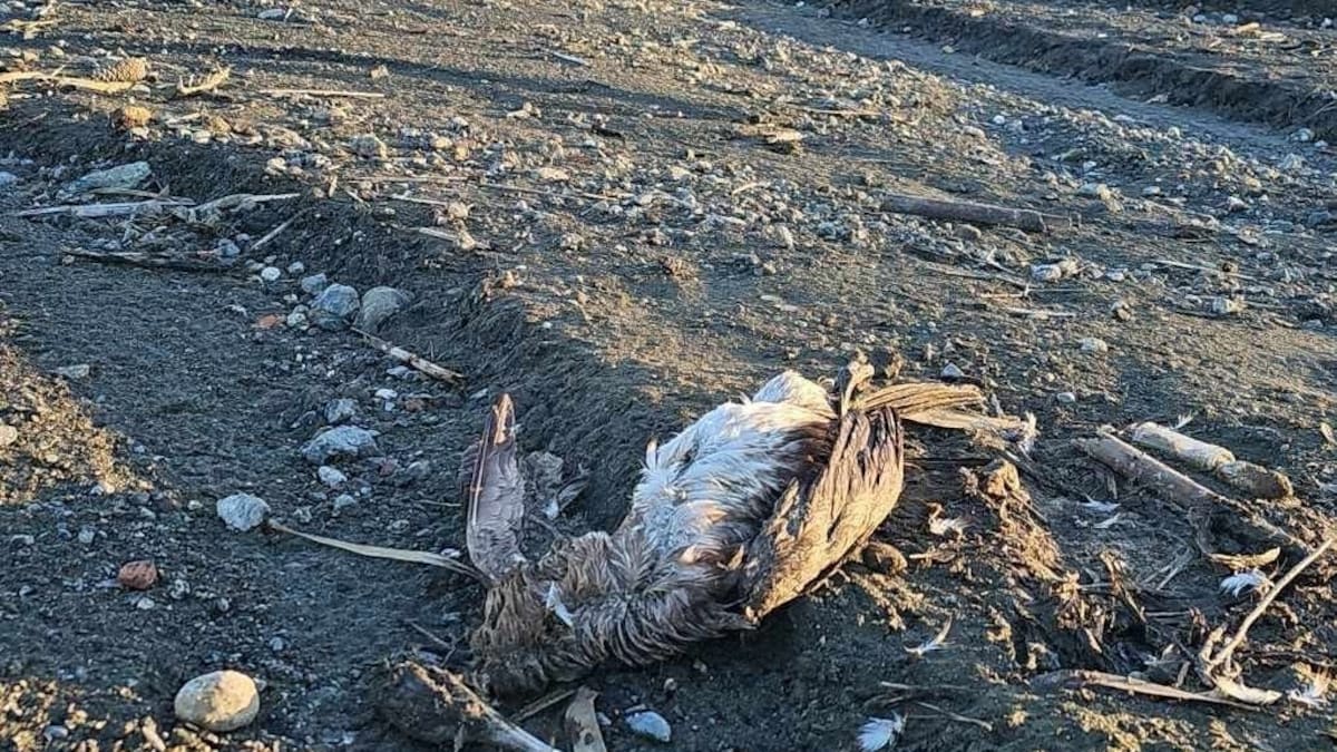 Cristina García, vicepresidenta de PACMA