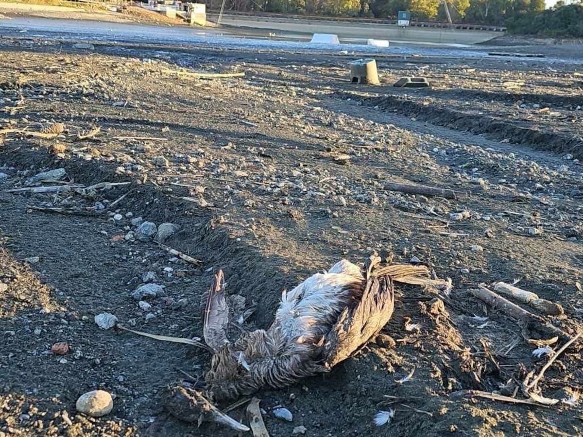 PACMA presenta una querella contra el Ayuntamiento de Marbella por la muerte de animales en Las Medranas