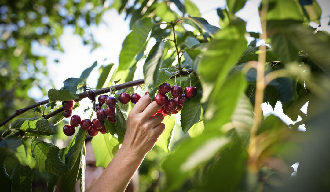 Los agricultores jiennenses podrán tener acceso a mano de obra durante la crisis sanitaria