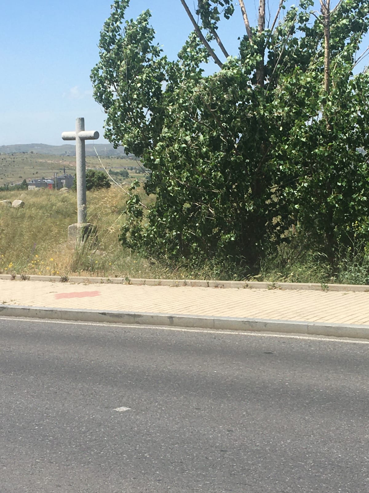 Árboles en el Paseo del Cementerio