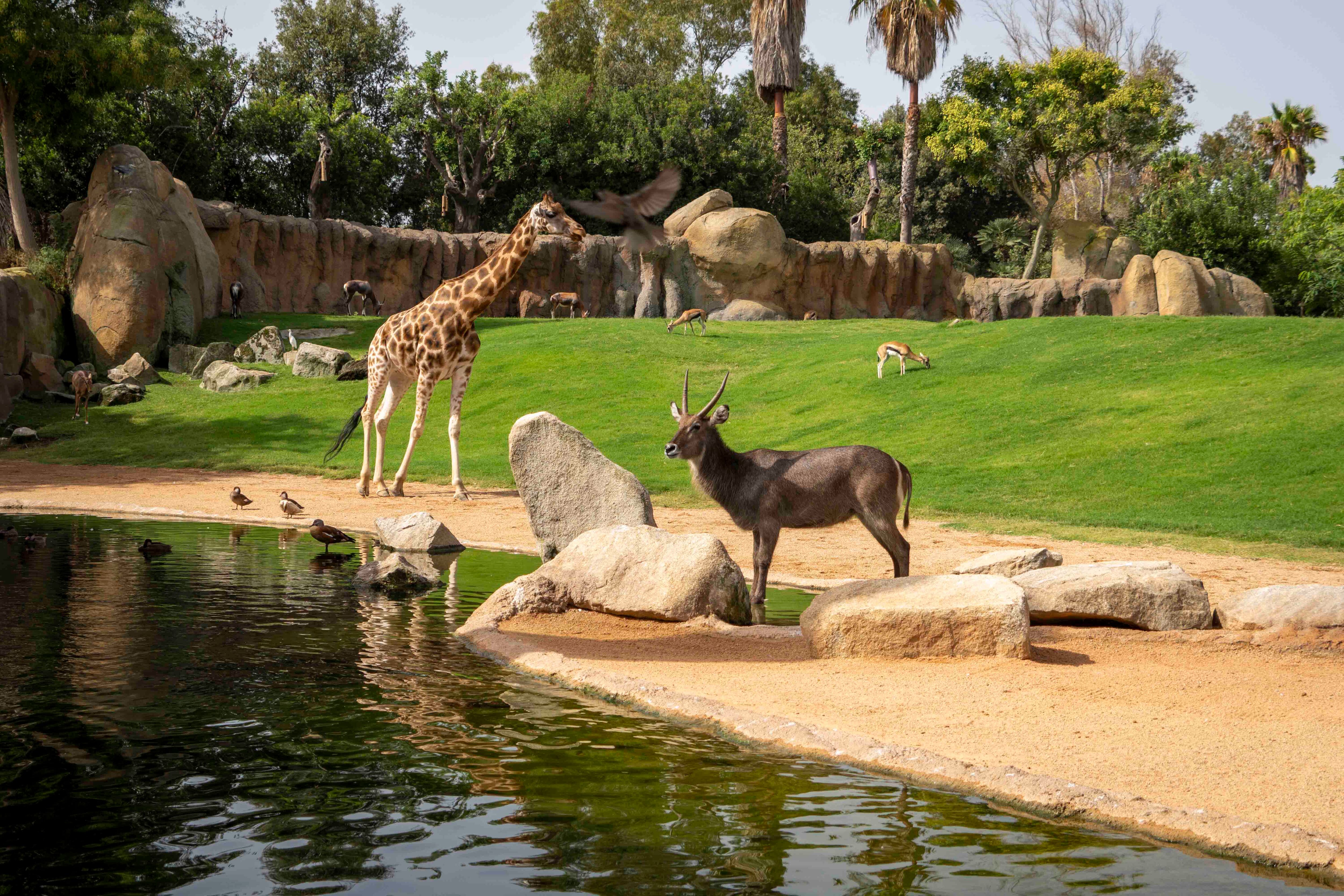 Nace en Bioparc València un ejemplar del antílope más veloz de África, solo superado por el guepardo