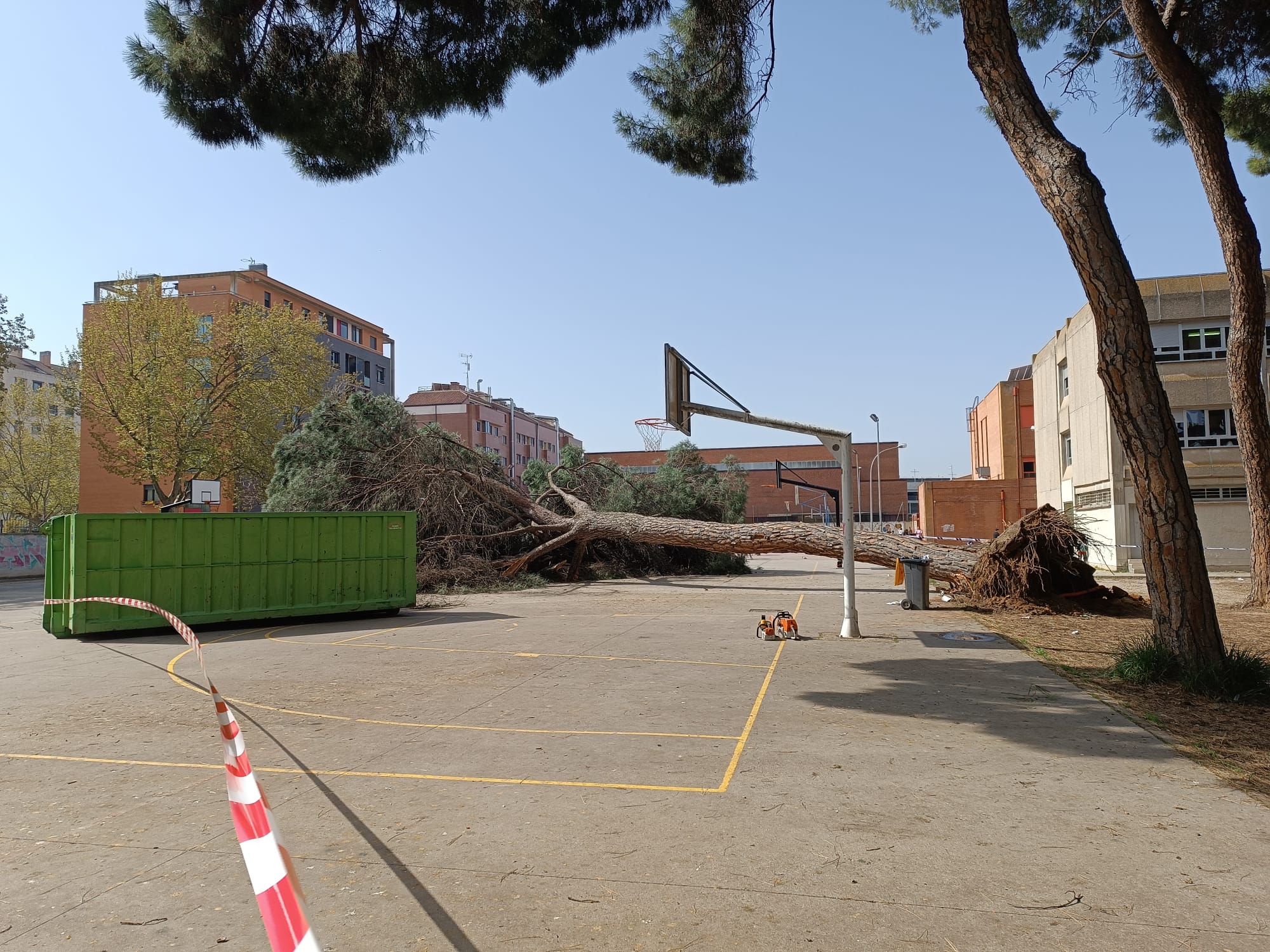 Cae un pino centenario de grandes dimensiones en el CEIP Alonso Berruguete