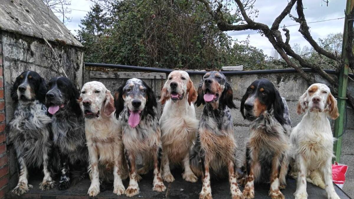 La despedida que tu mascota merece
