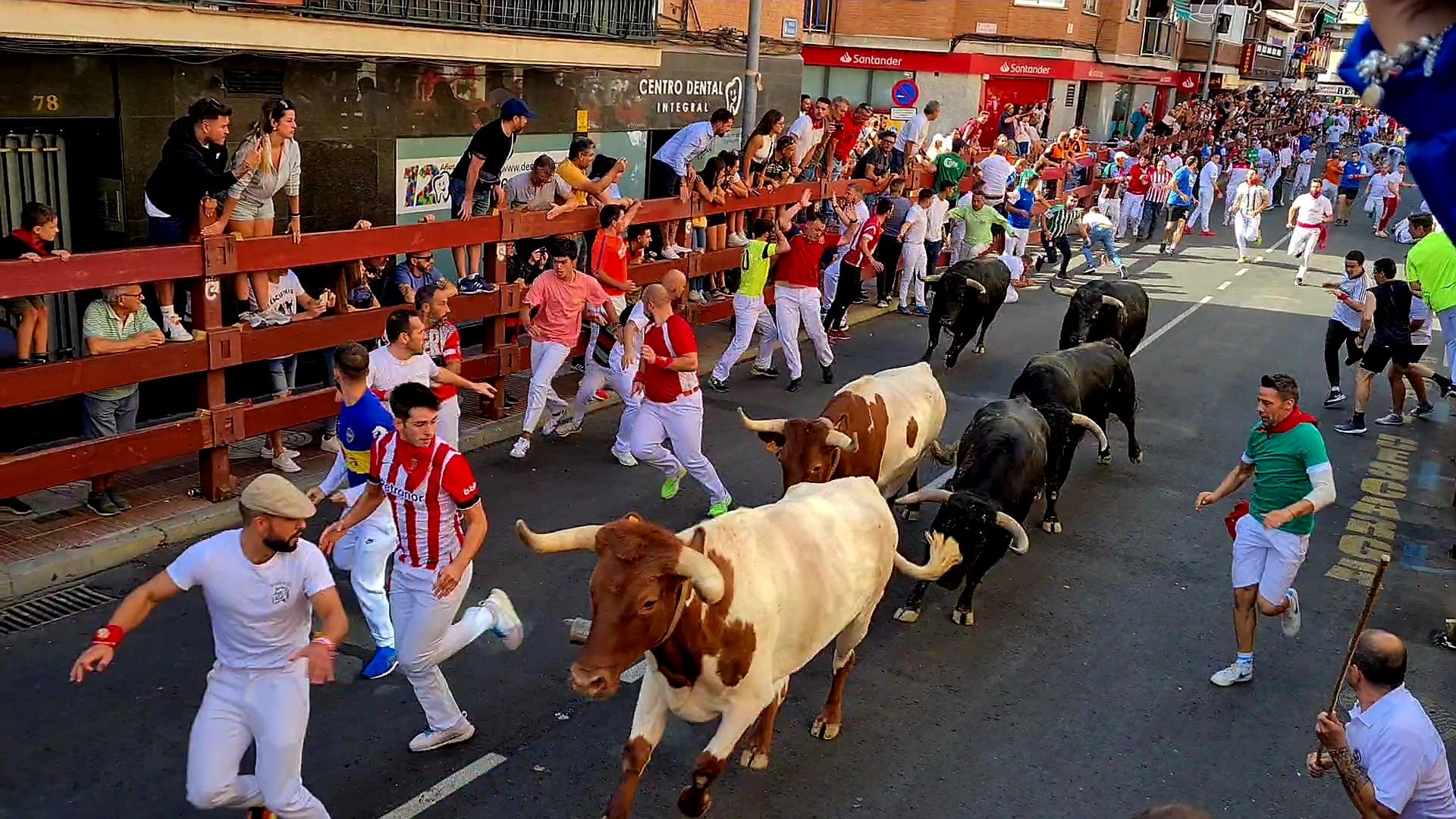 Quinto encierro diurno de las Fiestas de San Sebastián de los Reyes