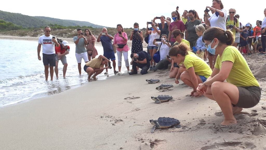 L'any passat es van deixar a la mar les tortugues marines que havien nascut dels ous que la mare va dipositar a les platges illenques.