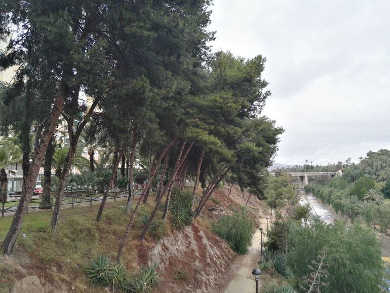 Pinos en la ladera del río