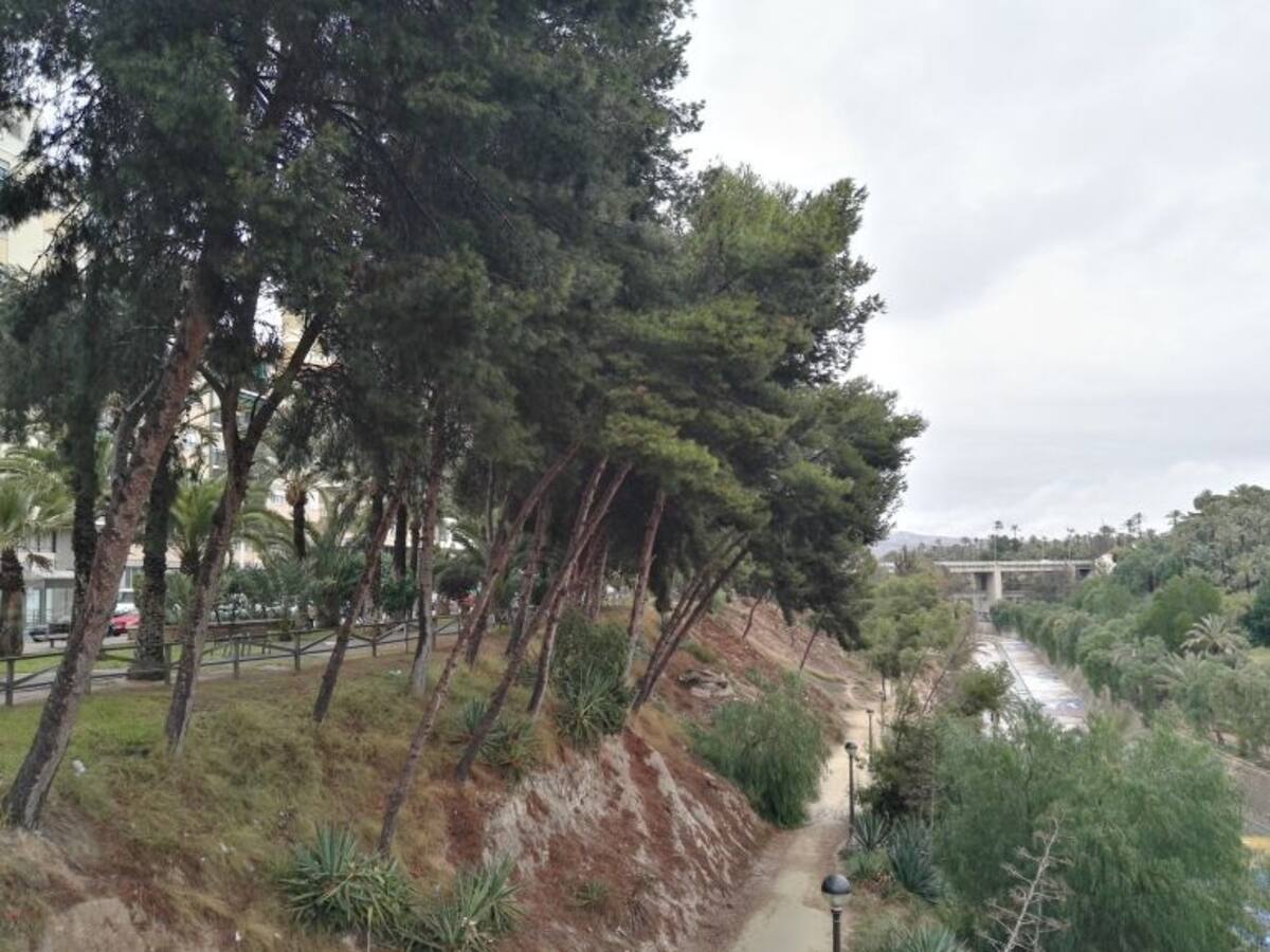 Parques y Jardines actúa para evitar la aparición de la procesionaria del pino