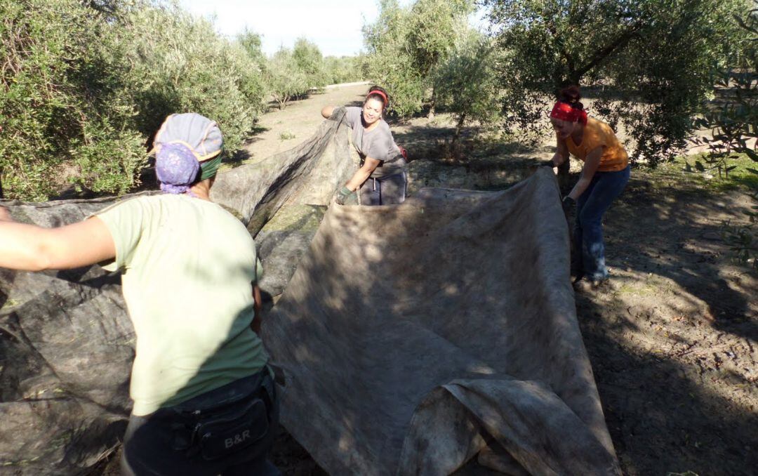Tres mujeres trabajan en un tajo de la aceituna.