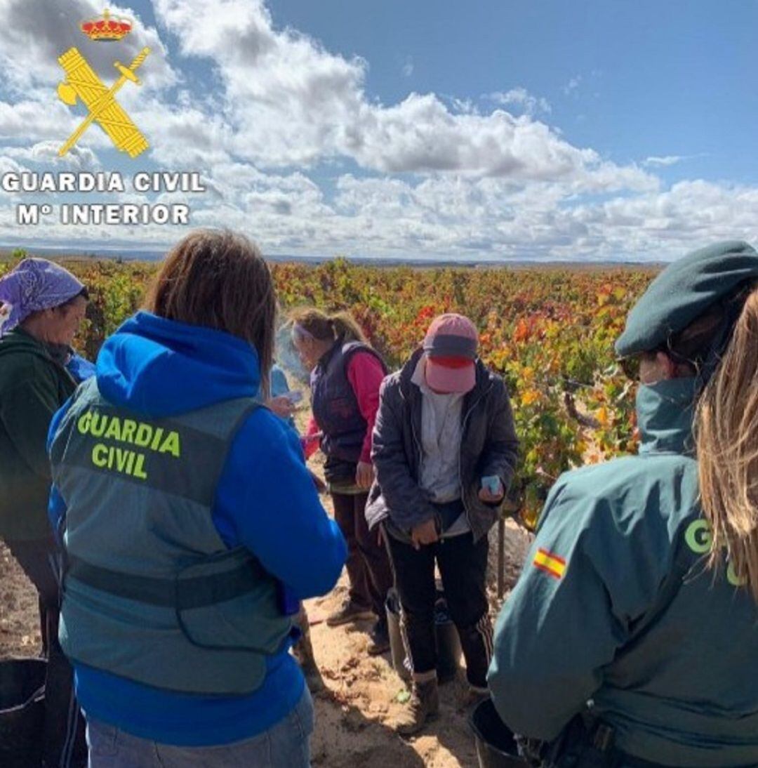 Inspecciones laborales llevadas a cabo por la Guardia Civil en la vendimia de la Ribera del Duero 