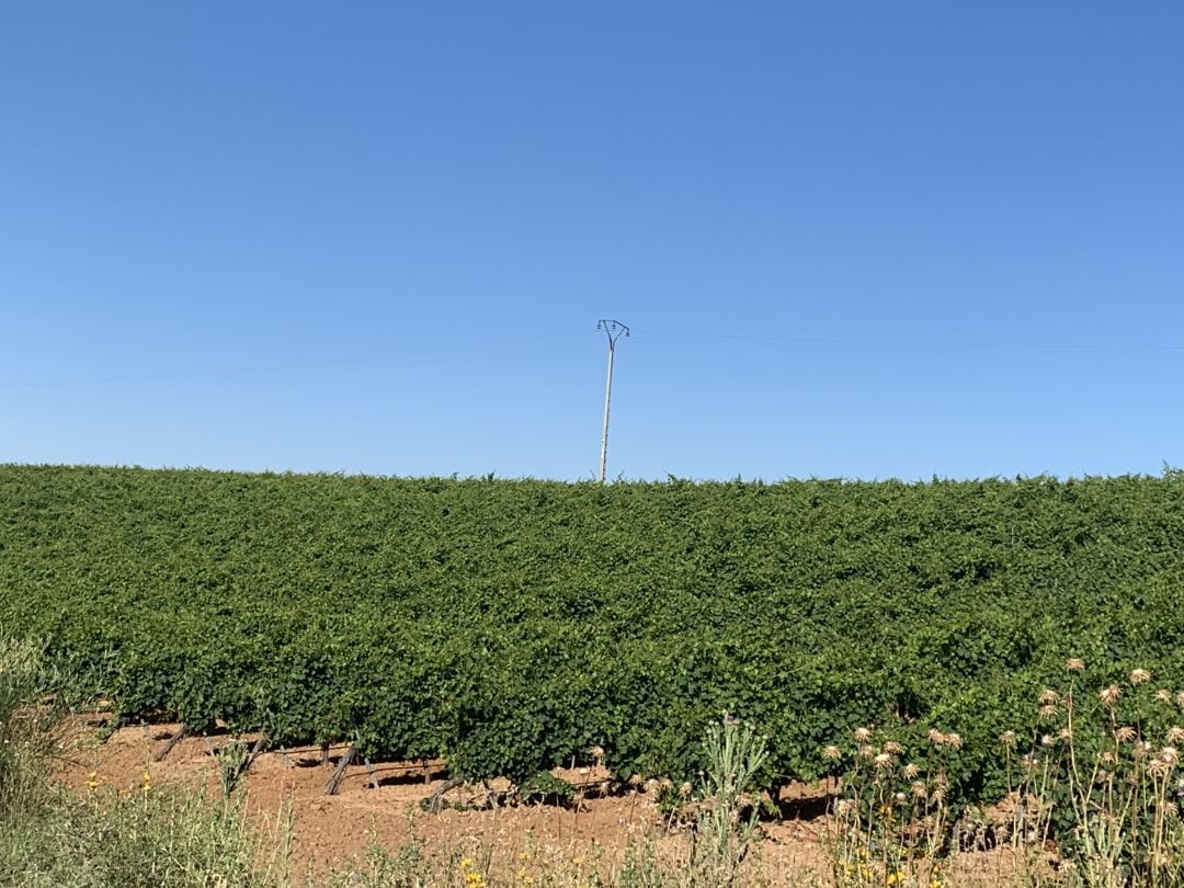 UCCL considera que ha finalizado la recogida de uva en los viñedos de la DO Rueda