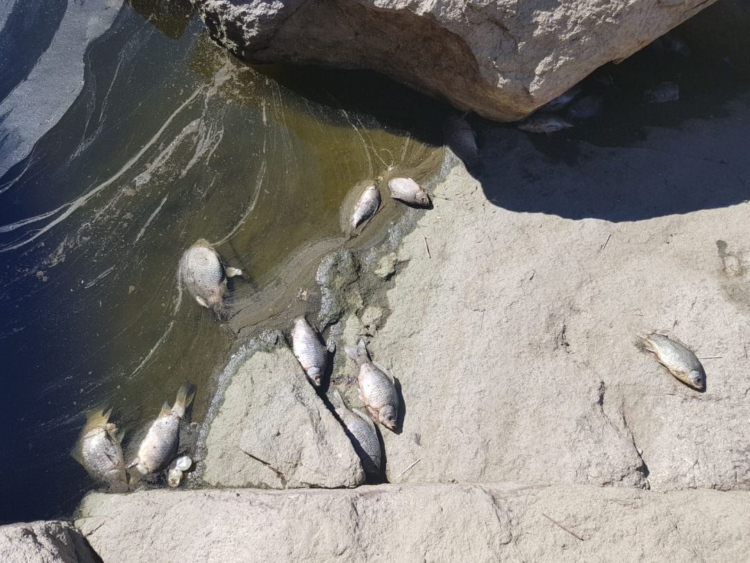 Peces muertos en la orilla del reculaje de la presa de Las Cogotas