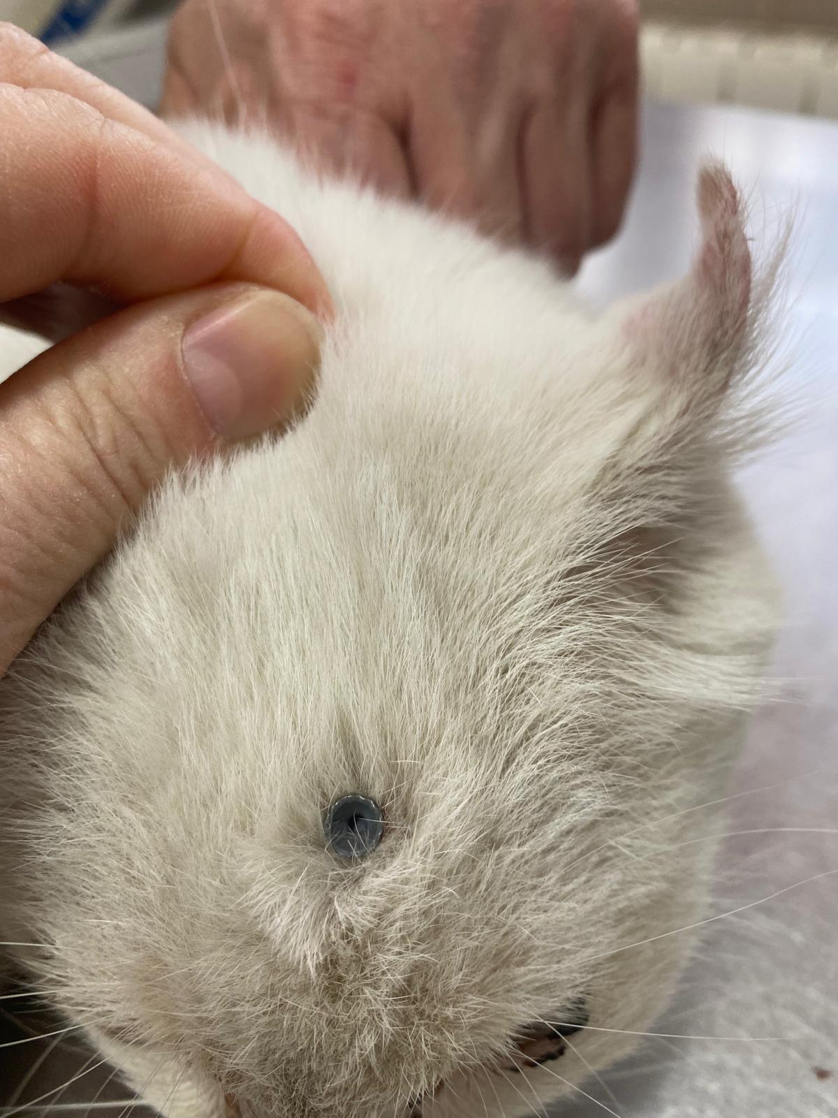 Gato con un balín incrustado