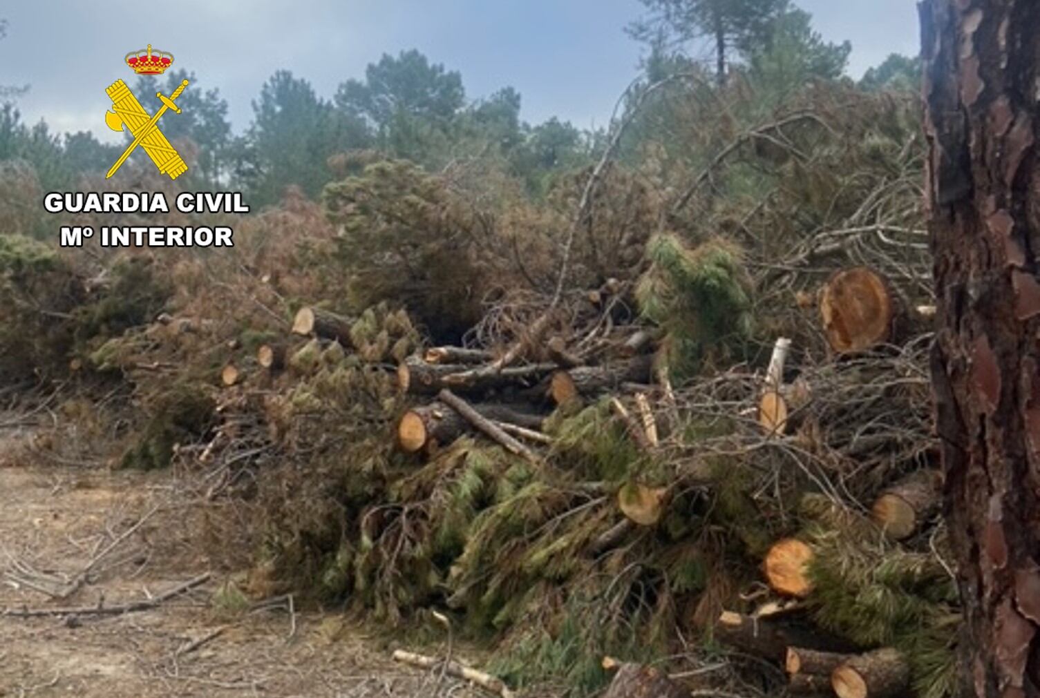 La Guardia Civil investiga a una persona por el hurto de 23 toneladas de madera de pino