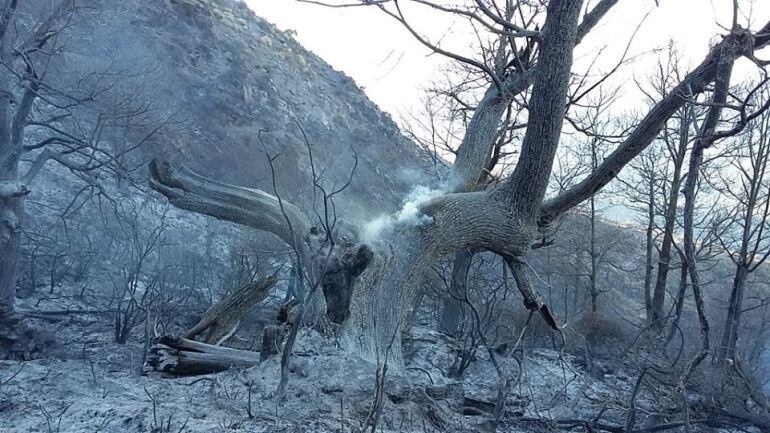 Paisaje afectado por un incendio forestal. 