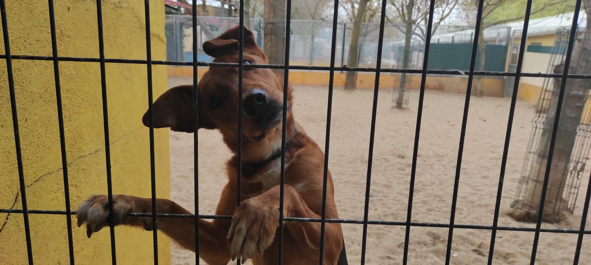 Perro en la protectora de animales