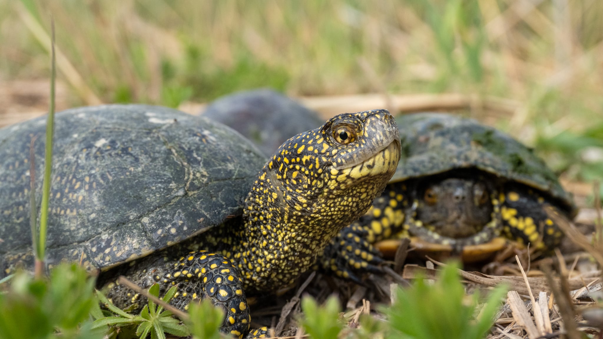 El galápago europeo vuelve a l&#039;Albufera de València