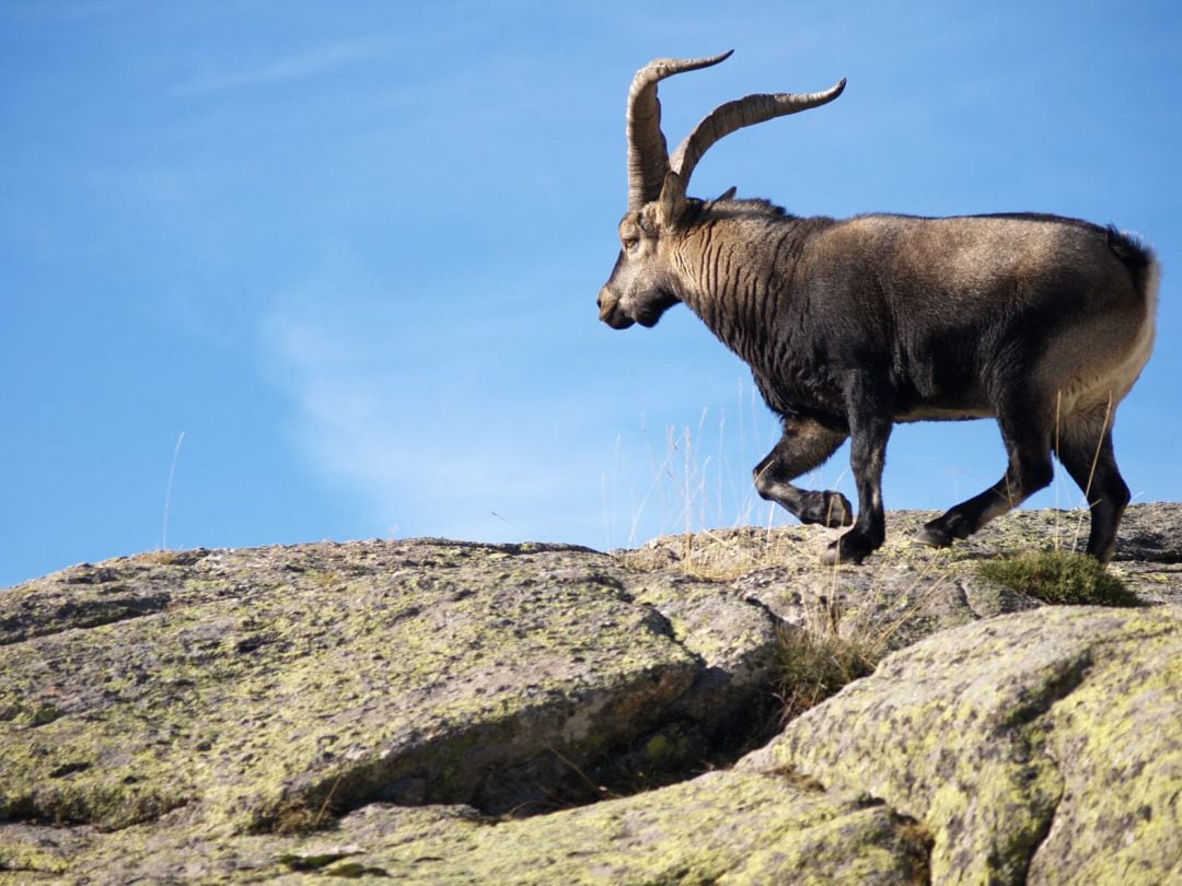 Ejemplar de macho de cabra montés en la Sierra de Gredos