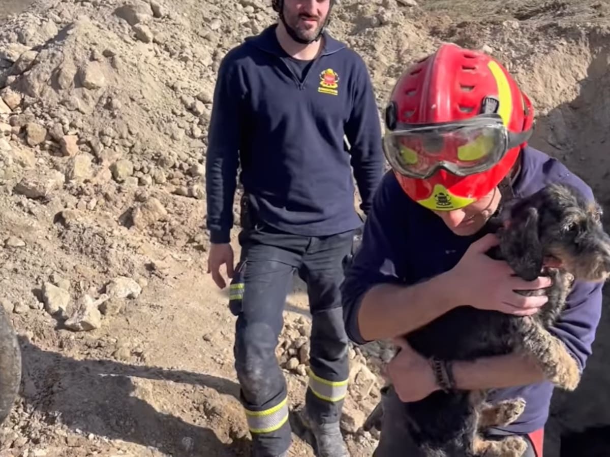 Toda una dotación de bomberos y hasta una retroexcavadora: el espectacular rescate de una perrita atrapada durante 24 horas en una madriguera en Valdemoro