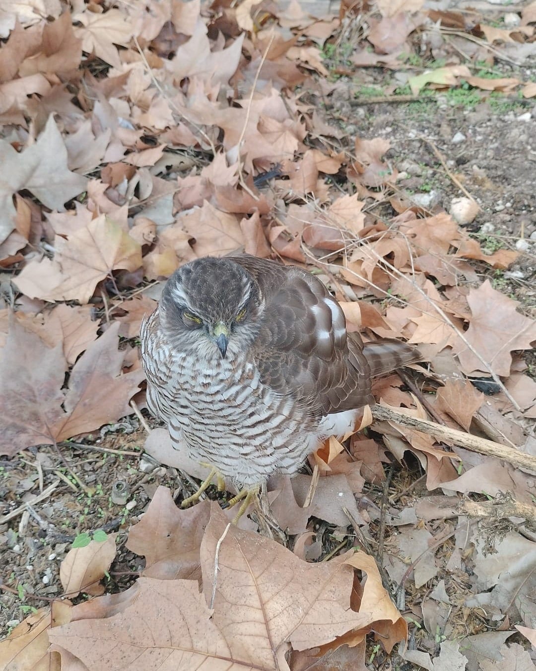 Gavilan herido rescatado