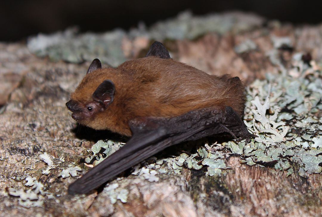 Ejemplar de pipistrellus kulhii