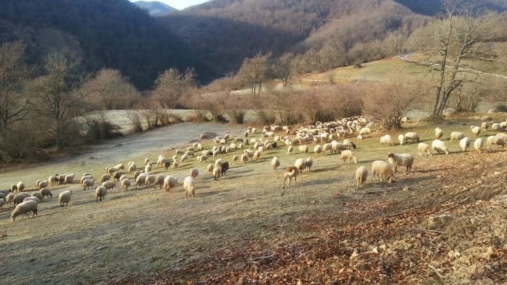 Chencho Gómez, pastor en Pejanda (Polaciones)