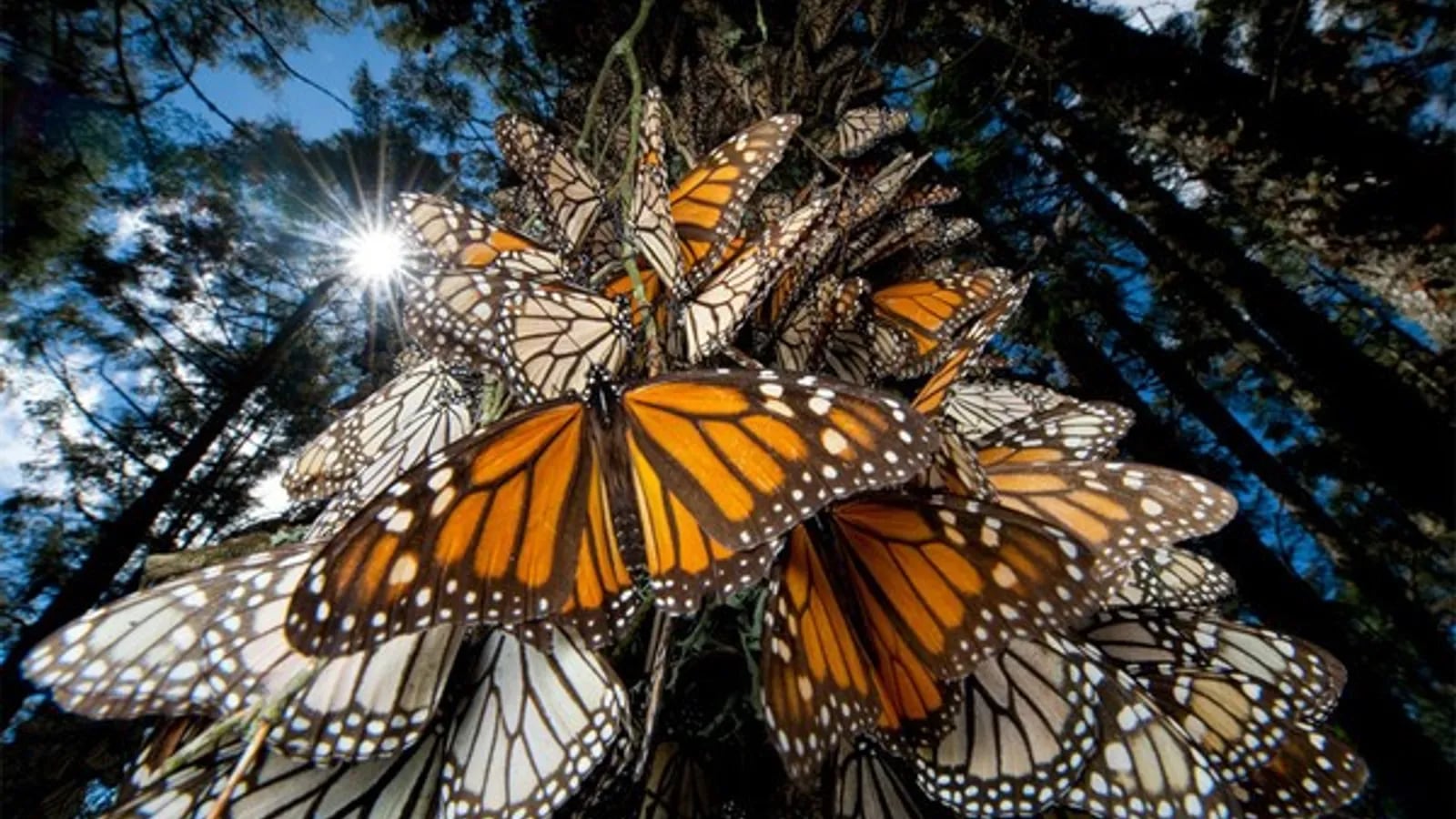 Mariposa monarca