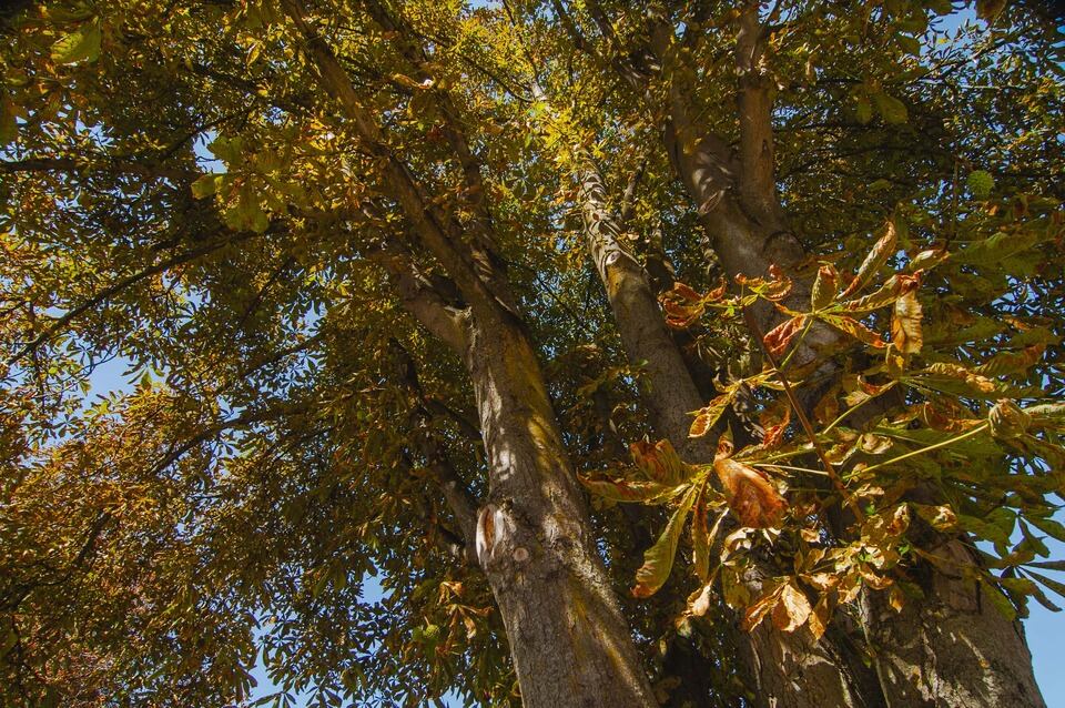 Bosque de castaños (Imagen cedida por Grupo Siero)