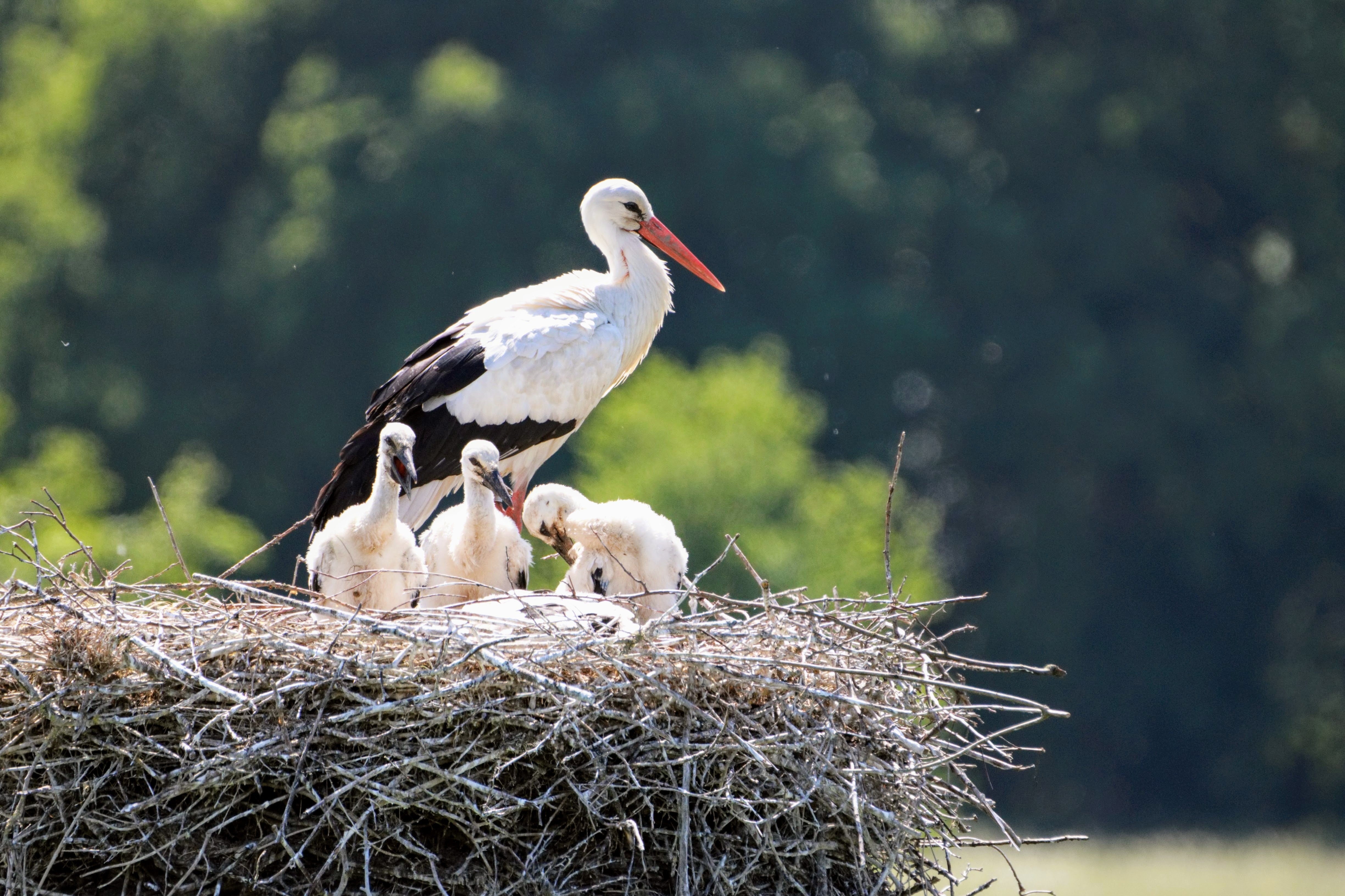 La cigüeña es una especia protegida y, desde SEO/BirdLife, se recuerda que la cigüeña es un indicador de biodiversidad de nuestros pueblos y ciudades que debemos conservar