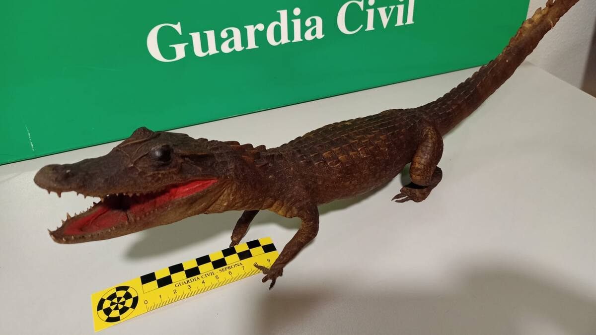 La Guardia Civil incauta un caimán disecado en A Coruña