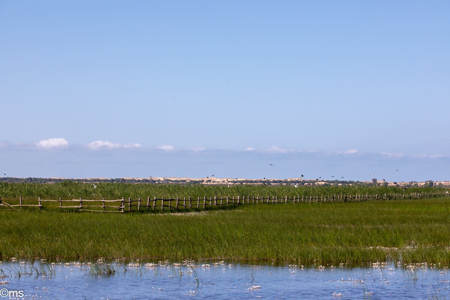 Espacio Natural de Doñana (mayo de 2025)