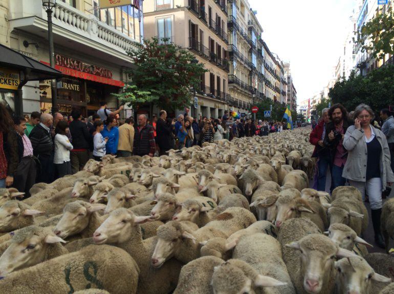 Rebaño ovejas de trashumancia a su paso por Madrid