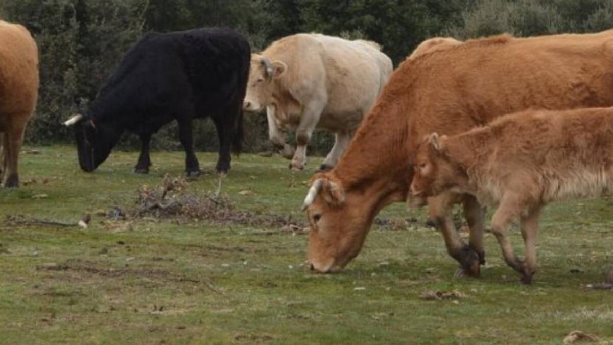 200 animales se han quedado sin comida por el incendio del Pico del Lobo