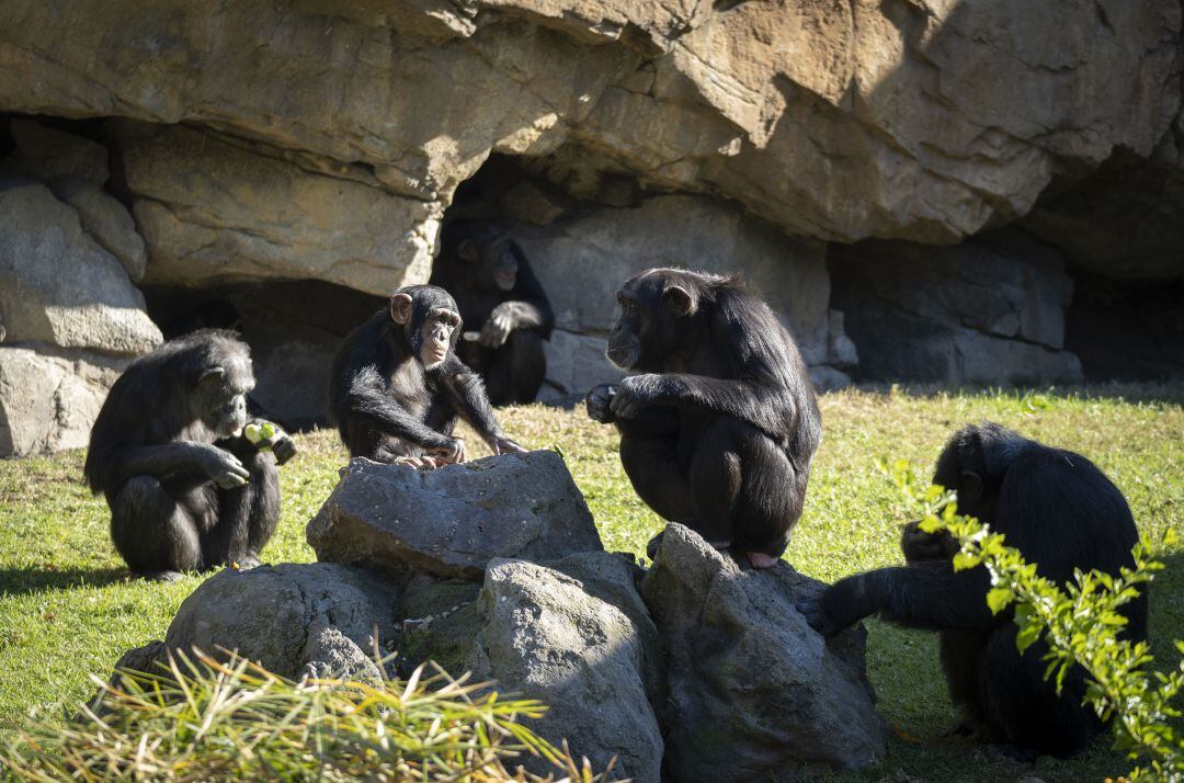 Chimpacés en BIOPARC