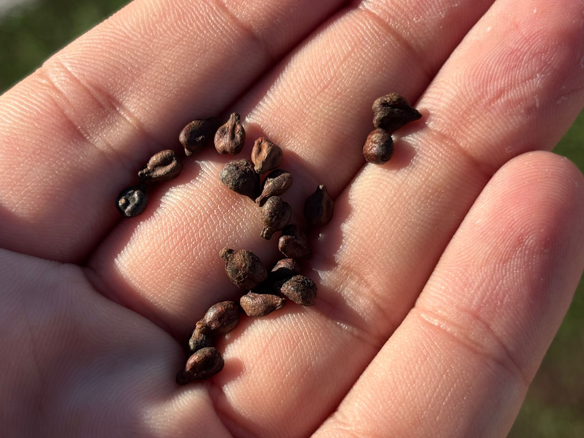 Pepitas de uva Monastrell, la nueva solución para el campo de fútbol del Cabezo de Torres, en Murcia