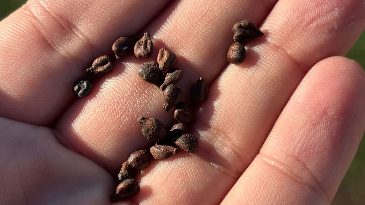 Pepita de uva, la nueva solución ecológica para un campo de fútbol de césped artificial en Murcia