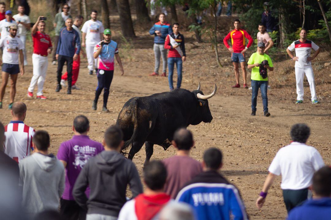 Toro de la Peña de Tordesillas