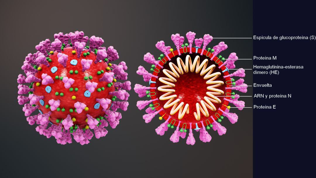 Coronavirus