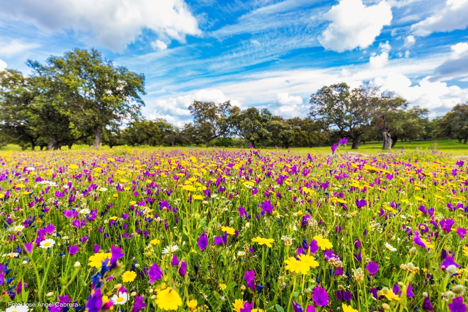 La explosión de la naturaleza en Los Pedroches