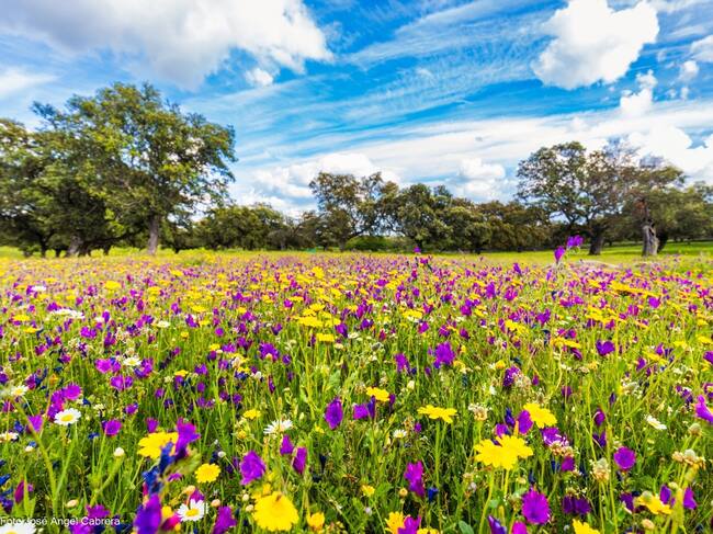 La explosión de la naturaleza en Los Pedroches