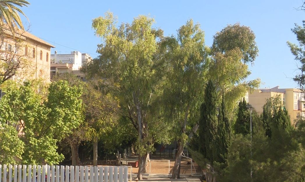 Algunos de los árboles monumentales y singulares protegidos en Gandia.