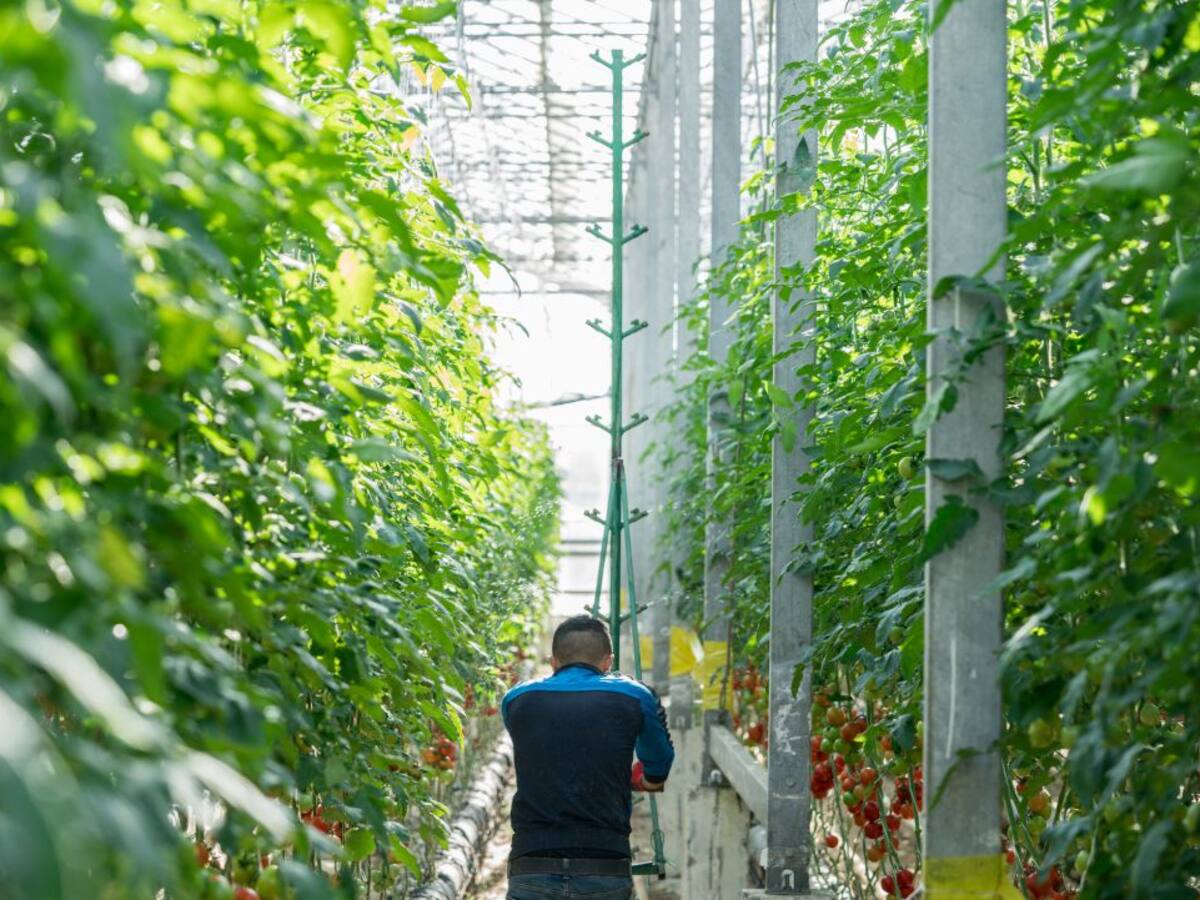 Los trabajadores de Hortalizas de Europa, en Águilas, aplazan su huelga al 6 de julio