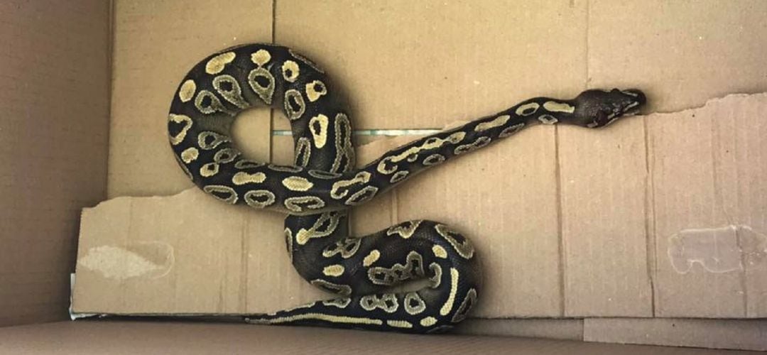 Serpiente Pitón rescatada de un contenedor en Alcobendas