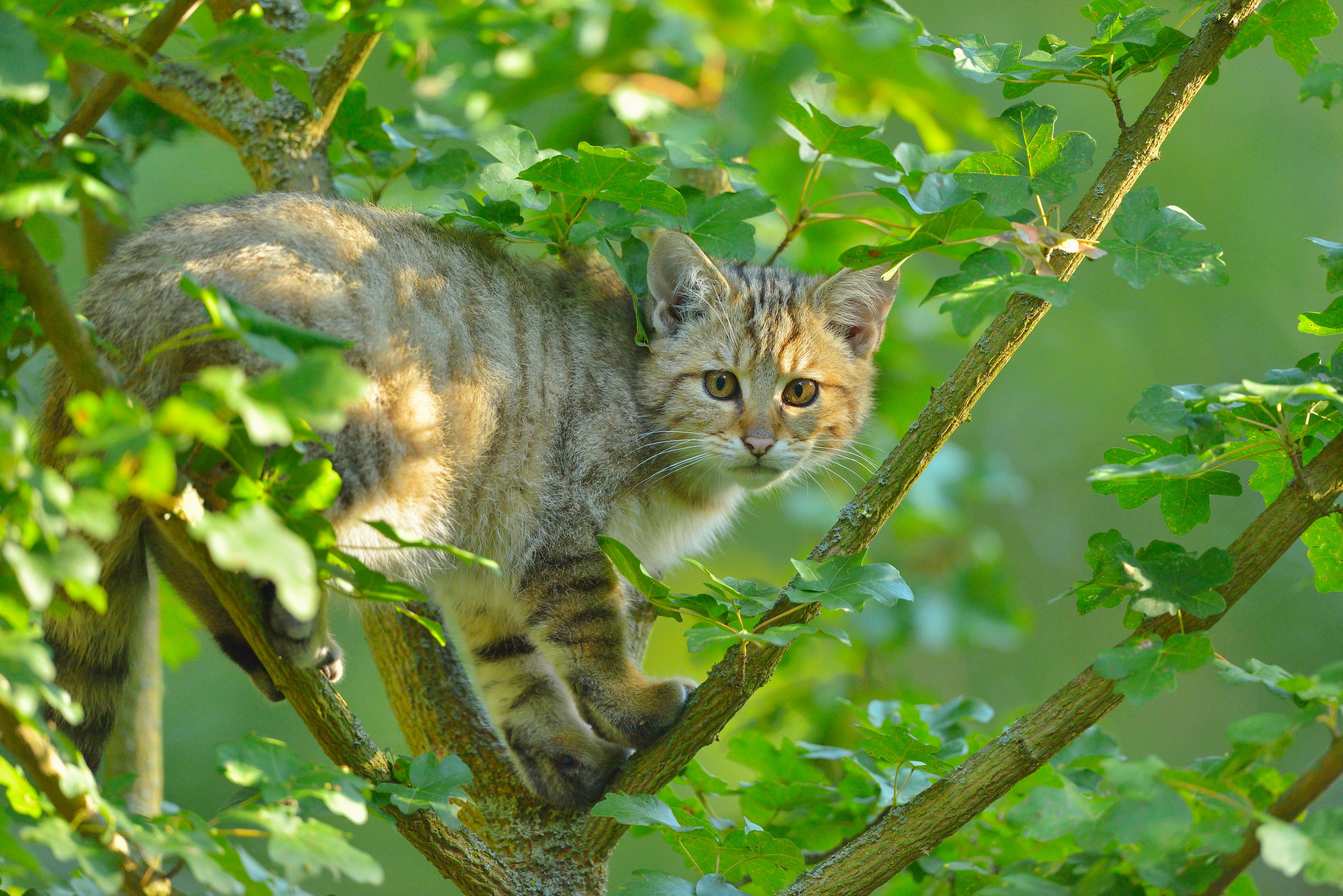 Imagen de archivo de un gato montés detectado en un bosque de Alemania.