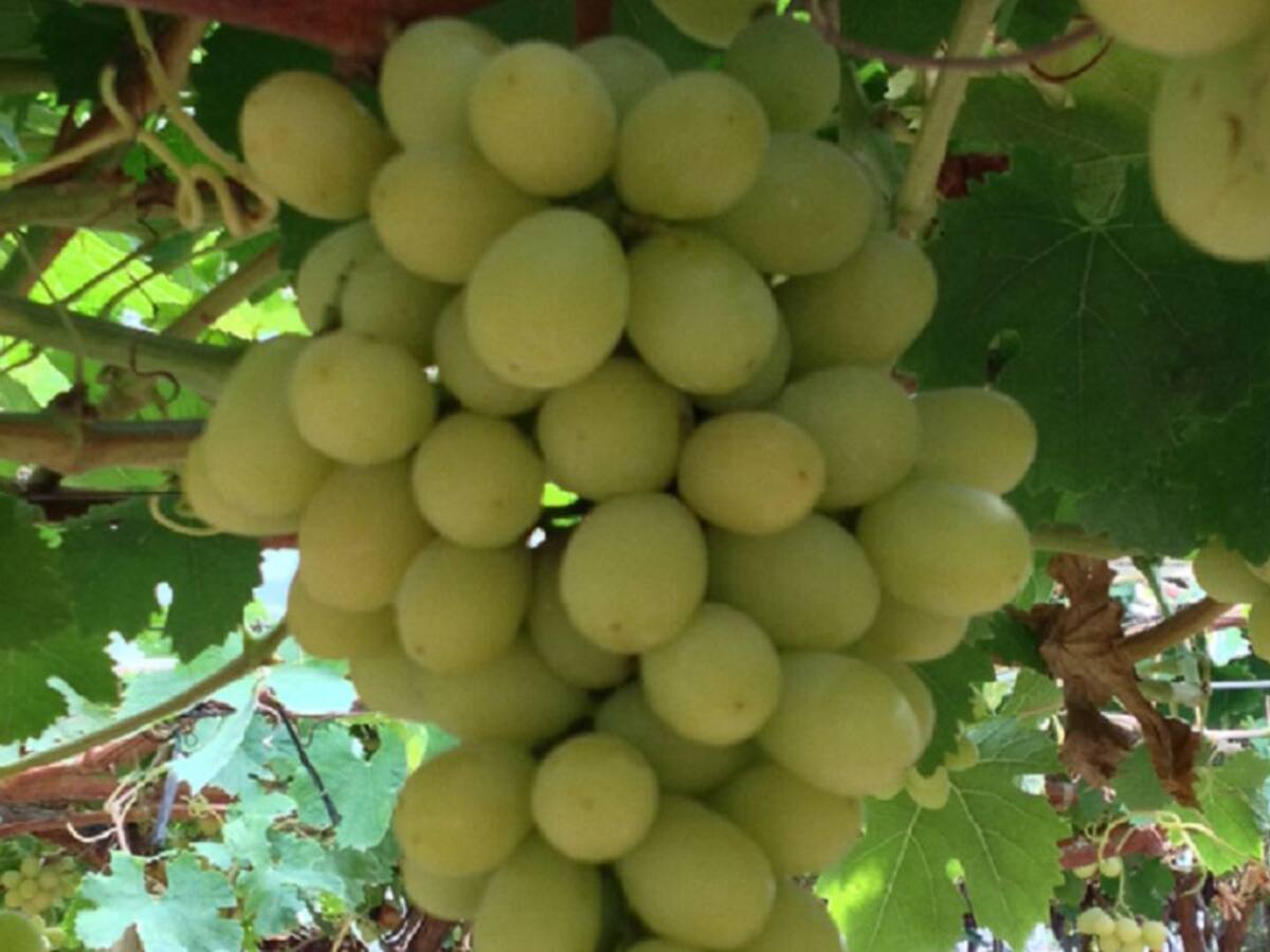 La Región de Murcia lidera la producción de uva de mesa en España