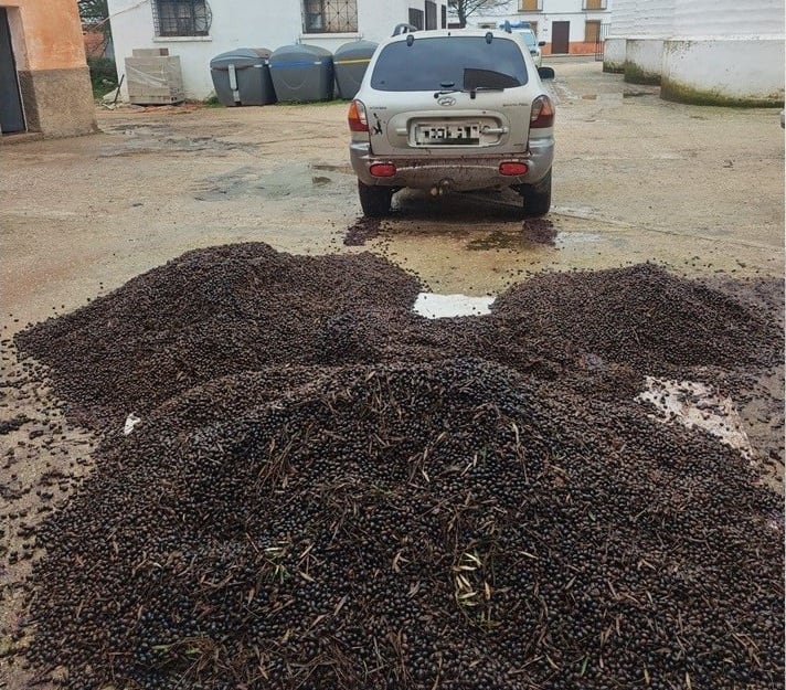 Montones de aceituna robada en el Campo de Montiel