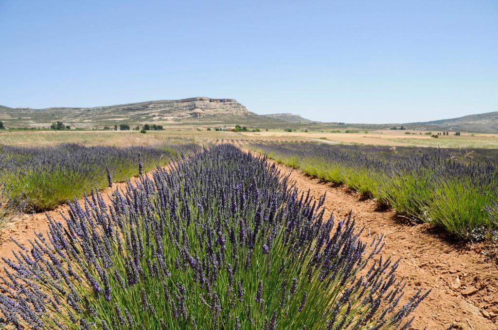 Cultivos de lavanda en el Noroeste de la Región de Murcia