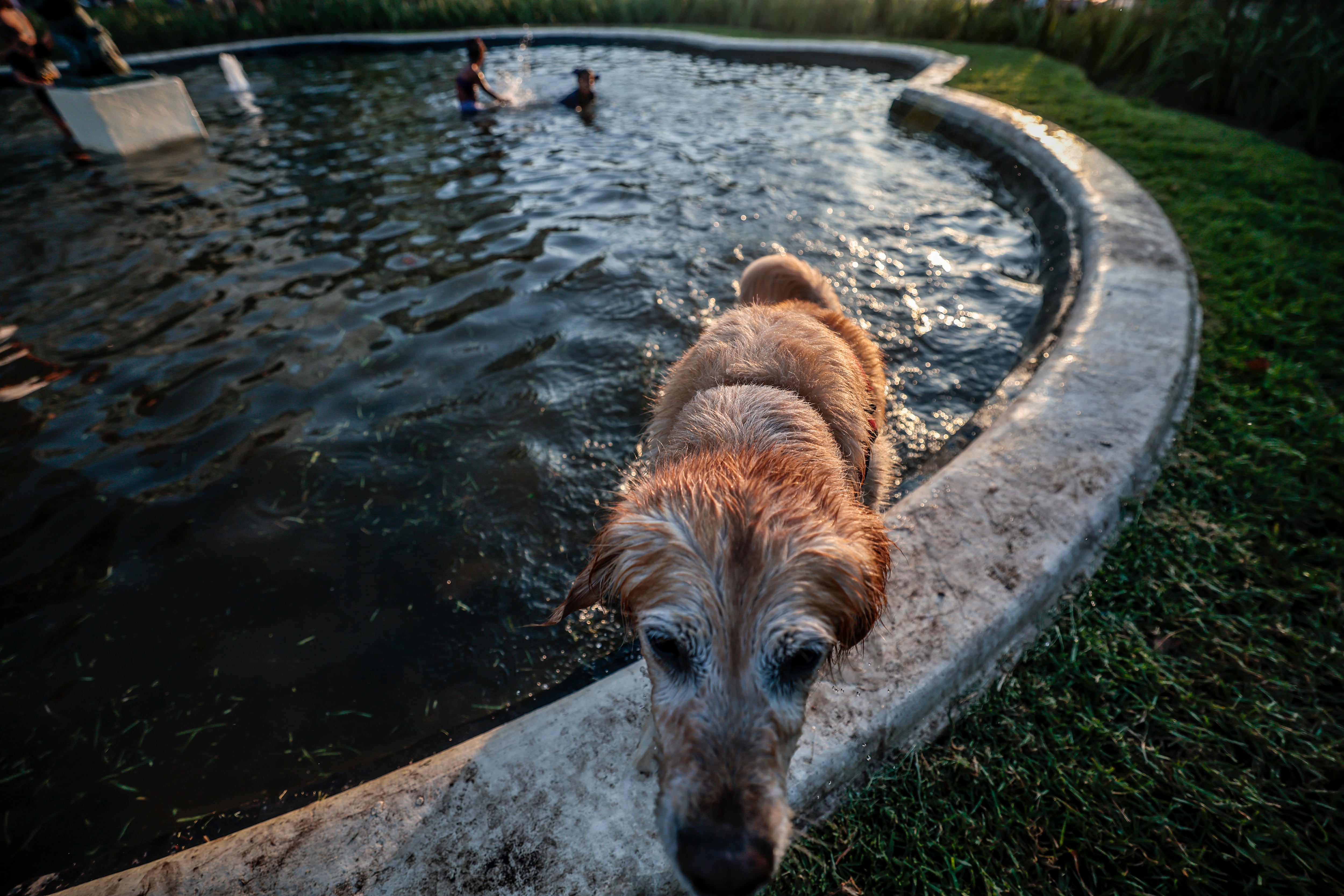 Fotografía de un perro que se refresca en una fuente