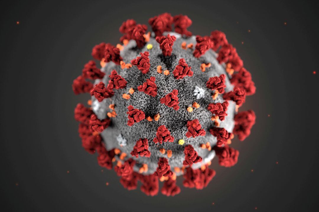 The ultrastructural morphology exhibited by the 2019 Novel Coronavirus 